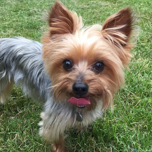 theyorkiepad